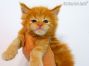 red-tabby-cl Maine Coon Baby aus Deutschland