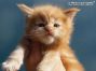 red-tabby-cl Maine Coon Baby aus Sachsen