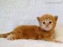 red-tabby-cl Maine Coon Baby aus Dresden