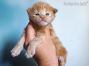 red-tabby-cl Maine Coon Baby