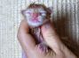 male Maine Coon Welpe