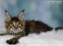 black-torbie Maine Coon Katzenbaby aus Deutschland