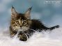 black-torbie Maine Coon Kätzchen aus Deutschland