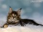 black-torbie Maine Coon Kätzchen aus Dresden