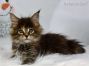 black-torbie Maine Coon Welpe aus Dresden
