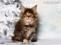 black-torbie Maine Coon Welpe aus Sachsen