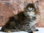 black-torbie Maine Coon Kitten aus Sachsen