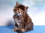 black-torbie Maine Coon Kitten aus Dresden
