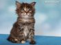 black-torbie Maine Coon Baby aus Dresden