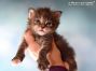 black-torbie Maine Coon Baby aus Sachsen