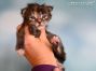 black-torbie Maine Coon Baby aus Deutschland