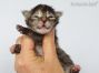 female black-torbie Maine Coon Baby