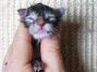 female black-torbie Maine Coon Babie