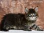 black-tabby Maine Coon Kitten aus Sachsen