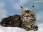 Maine Coon Kätzchen aus Deutschland