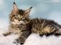 Maine Coon Kätzchen aus Dresden