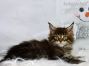 Maine Coon Welpe aus Dresden
