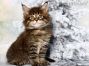 Maine Coon Welpe aus Sachsen