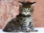 Maine Coon Kitten aus Sachsen