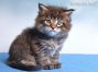 Maine Coon Kitten aus Dresden