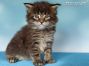 Maine Coon Baby aus Dresden