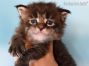 Maine Coon Baby aus Sachsen