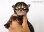 male black-tabby Maine Coon Baby