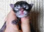 male black-tabby Maine Coon Babie