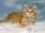 red-tabby Maine Coon Kätzchen aus Deutschland