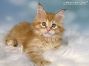 red-tabby Maine Coon Kätzchen aus Dresden