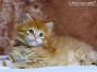 red-tabby Maine Coon Kitten aus Sachsen