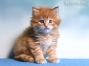 red-tabby Maine Coon Kitten aus Dresden