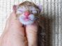 male red-tabby Maine Coon Babie