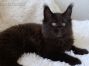 black Maine Coon Kitten aus Dresden