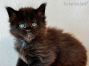 black Maine Coon Kitten aus Sachsen