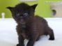 black Maine Coon Kitten aus Deutschland