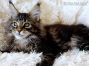 black-tabby-cl Maine Coon Kitten aus Dresden