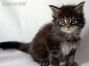 black-tabby-cl Maine Coon Kitten aus Sachsen