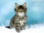 black.tabby-mc Maine Coon Kitten aus Deutschland