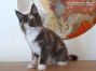 Maine Coon Welpe aus Dresden