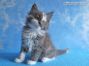 Maine Coon Baby aus Dresden