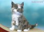 Maine Coon Kitten aus Dresden