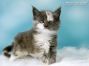 Maine Coon Kitten aus Sachsen