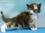 Maine Coon Kitten aus Friedrichswalde