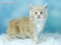 XXL Maine Coon Kitten aus Friedrichswalde