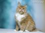 Larry of Maine Coon Castle 1 Jahr und 1 Monat alt, 7,6 Kg