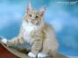 Maine Coon Welpe aus Dresden