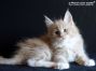 Maine Coon Kitten aus Sachsen