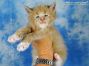 Maine Coon Baby aus Sachsen