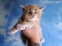 Maine Coon Baby aus Dresden